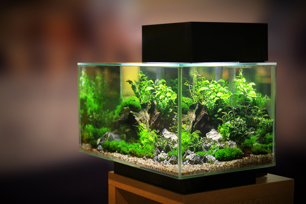 planted aquarium