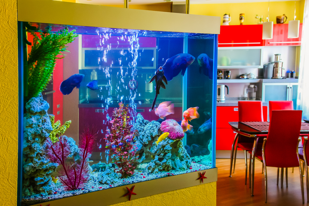 aquarium in home