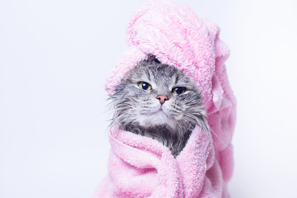 Cat wrapped in a towel