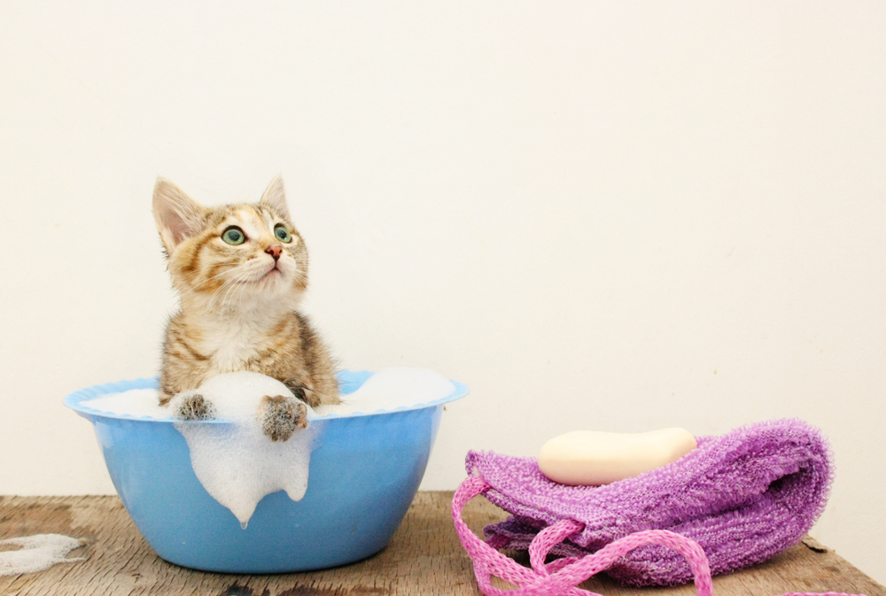 Kitten in a small container filled with bubbles