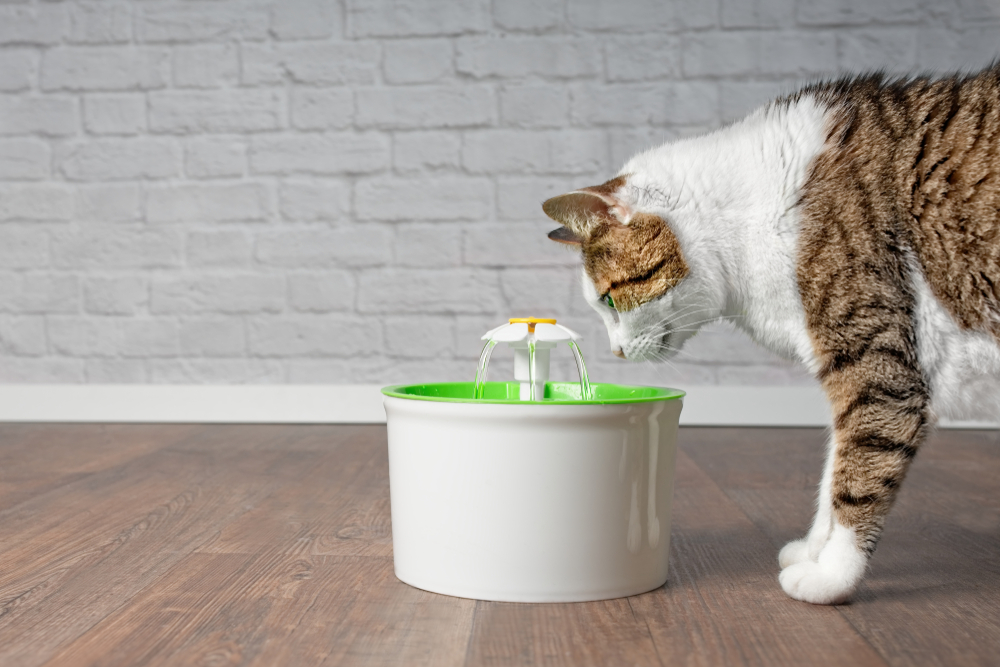 Cat looking at green flower fountain