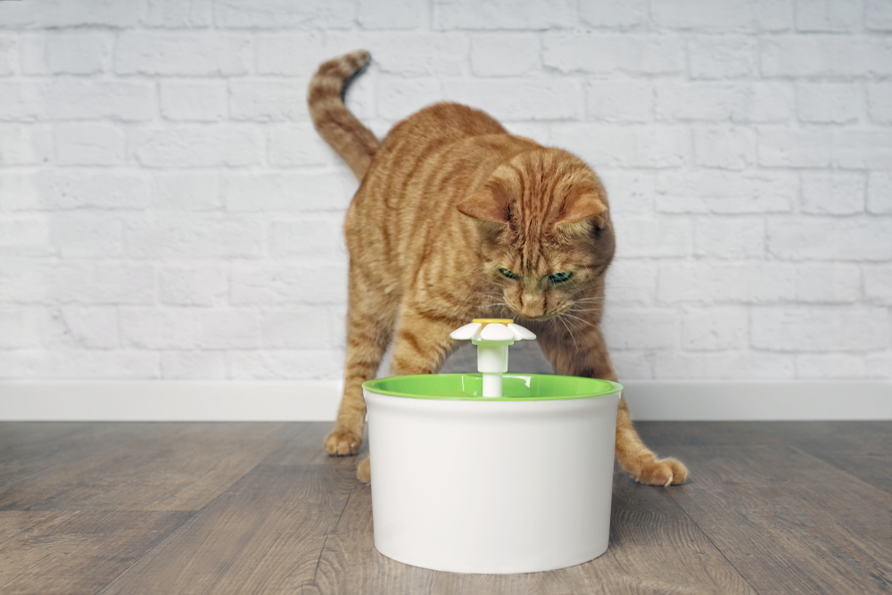 Cat stalking a water fountain