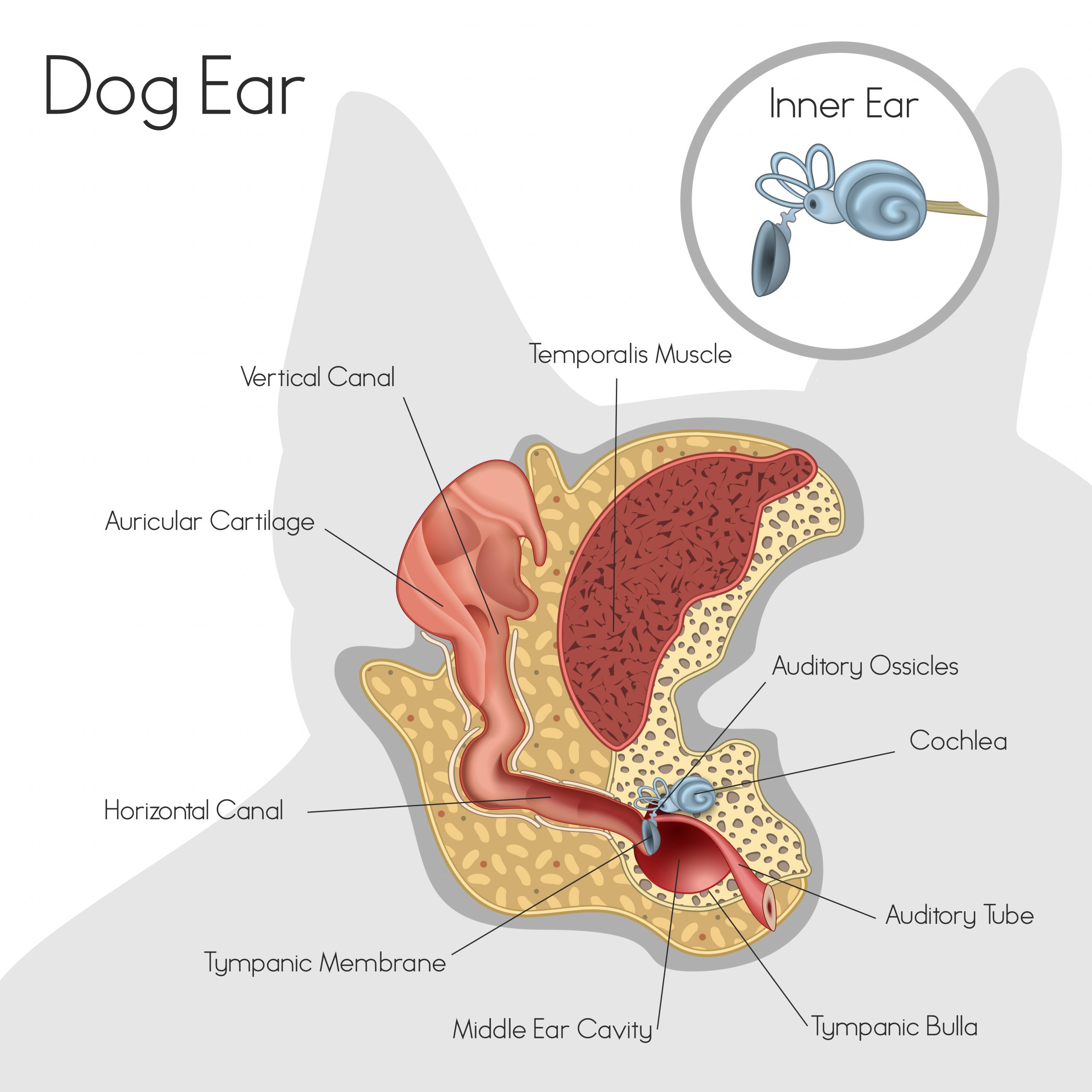 anatomical illustration of a dog’s ear