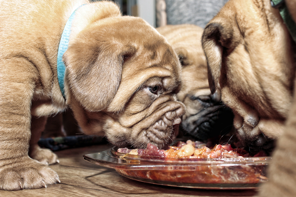 dogs eating meat from bowl