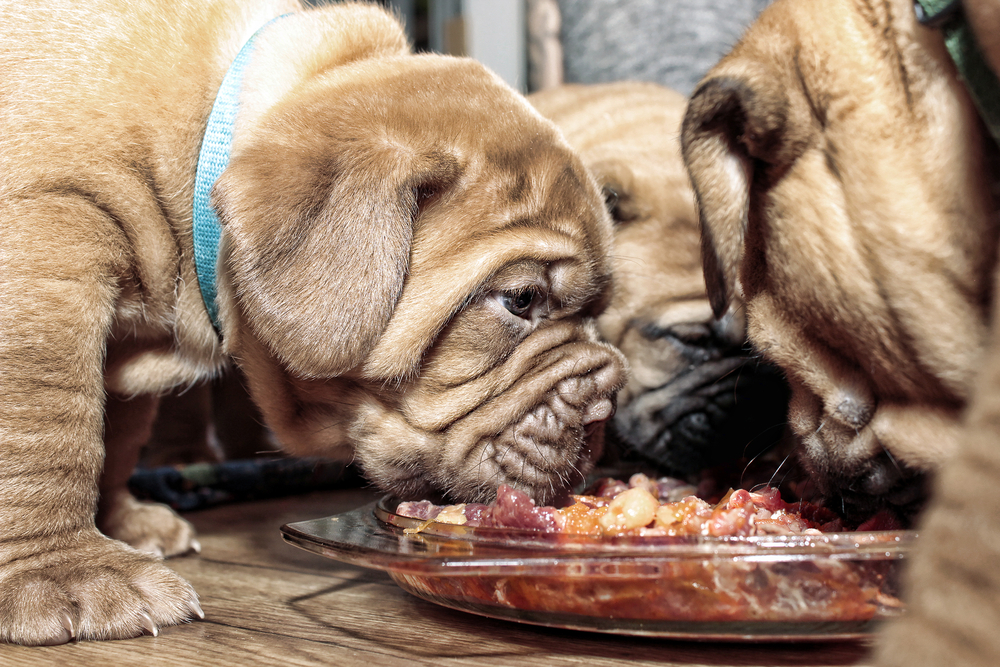 The 10 Best Dog Food Toppers to Buy in 2024 PetMag