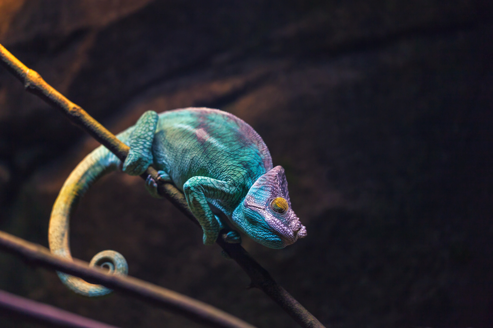 Picture of a rainbow-colored lizard perched on a branch