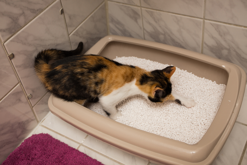 cat using litter box