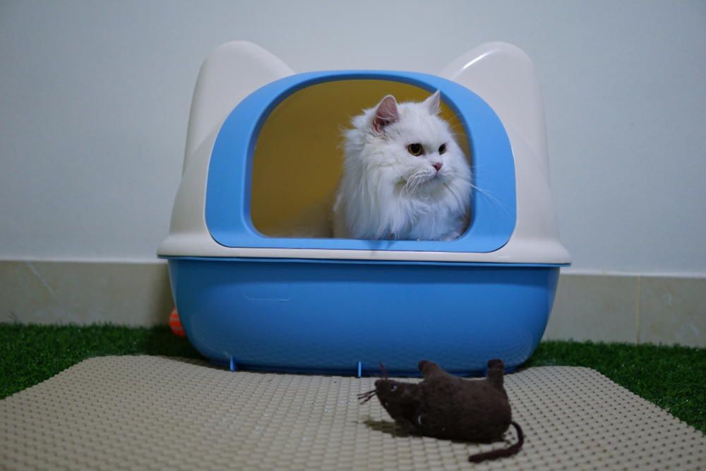 cat looking out of litter box